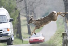 Autumn Road Safety